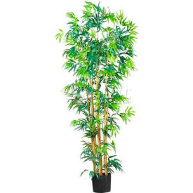 6' Bambusa Bamboo Silk Tree