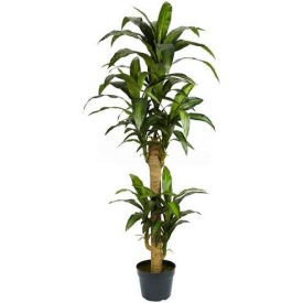 5' Yucca Silk Plant