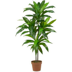 48'' Dracaena Silk Plant