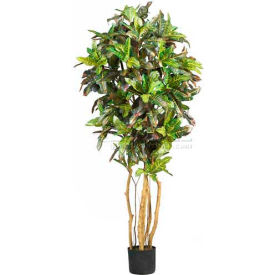 5' Croton Silk Tree