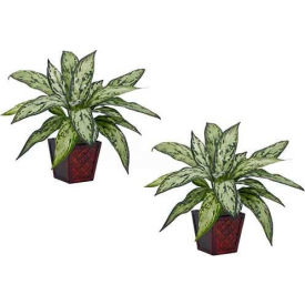 Silver Queen Silk Plant (Set of 2)