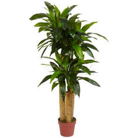 4' Corn Stalk Dracaena Silk Plant
