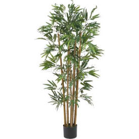 4' Multi Bambusa Bamboo Silk Tree