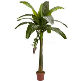 6' Banana Silk Tree