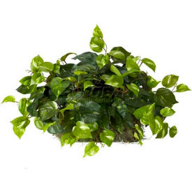 Pothos Ledge Plant (Set on Foam) Silk Plant