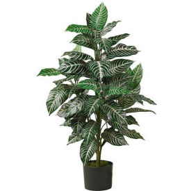3' Zebra Silk Plant