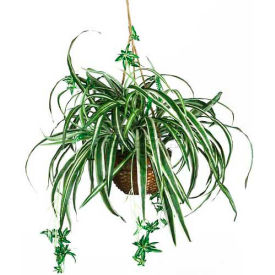 Spider Hanging Basket Silk Plant
