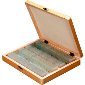 100 pc. Anatomy Botany Prepared Microscope Slides with Wooden Case