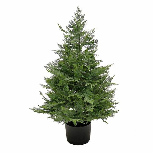 Tree, Cypress, In Pot, 3 Foot