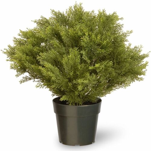 Tree, Globe Juniper, 28 Inch