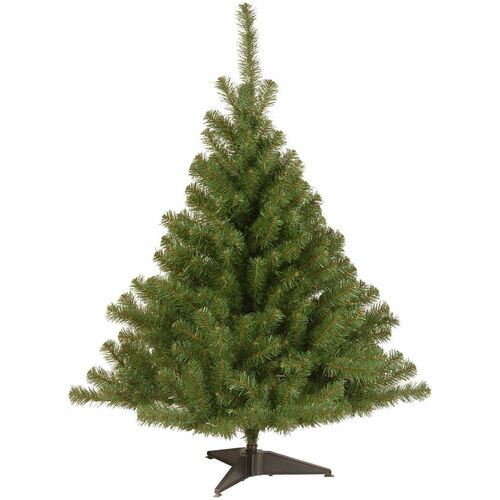 Tree, Kincaid Spruce, 4 Foot