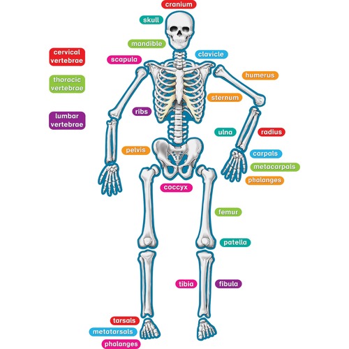 Accents, Mgntc, Human Skeletn