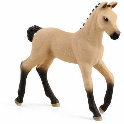 Hannoverian Foal