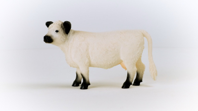 Galloway Cow