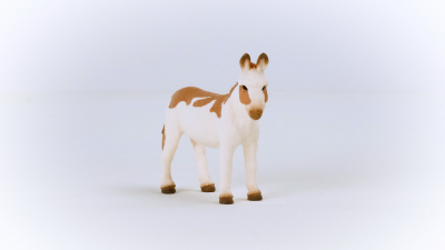 American Spotted Donkey