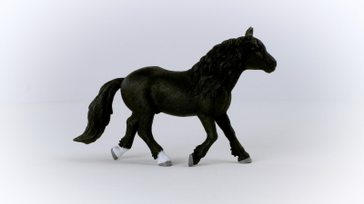 Noriker Stallion