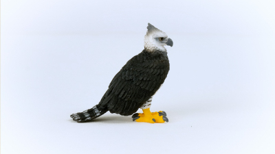Harpy Eagle
