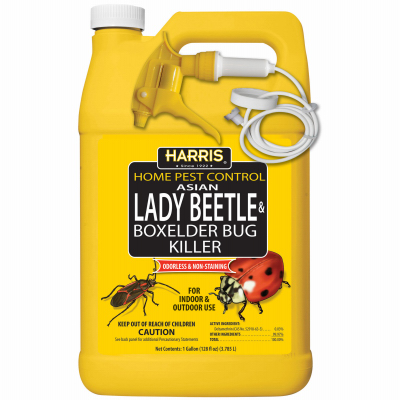 GAL Beetle Elder Killer