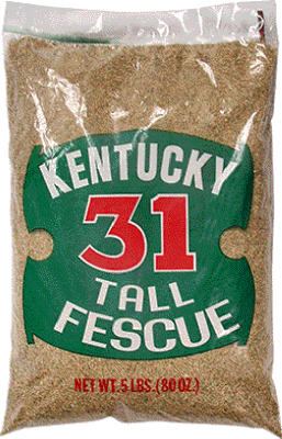 5LB Ky31 Grass Seed
