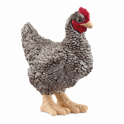 Plymouth Rock Chicken