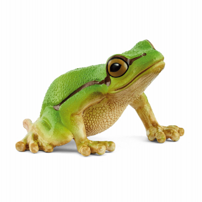 European Tree Frog