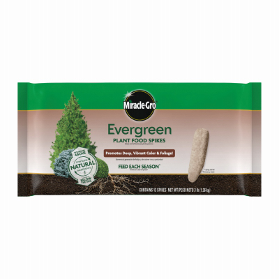 MG 12PK Evergreen Spike