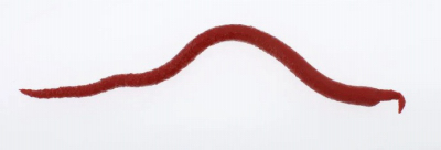 SW Extruded Bloodworm