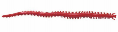 Saltwater Sandworm