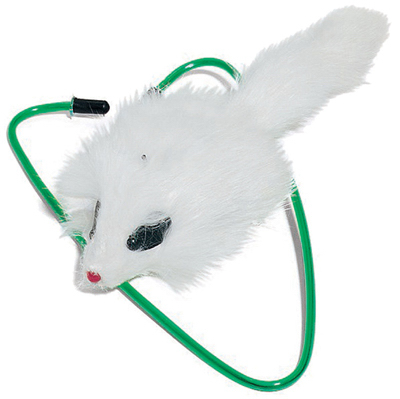 A Door Able Cat Toy