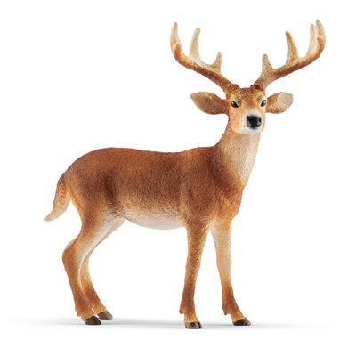 BRN/WHT Tailed Buck