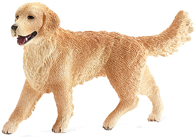 Female Golden Retriever